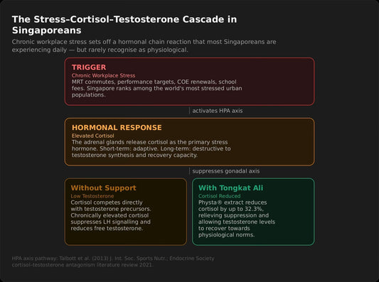 How Tongkat Ali Supports Stress Resilience: What Singaporeans Should Know